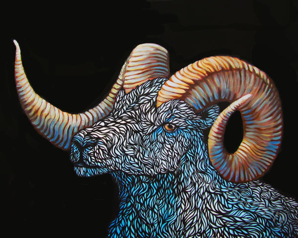 Alaskan Ram with icy blue fur and warm tones in the full curl horns with a black background 